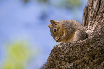 brown fox squirrel sitting on a tree alone