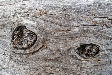 Knots on a cracked piece of driftwood on the Pacific coast of California, USA