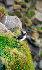 Puffin in Iceland. Seabirds on sheer cliffs. Birds on the Westfjord in Iceland. Wild animal habitat.