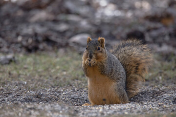 fox squirrel, close up, standing in dirt, by itself