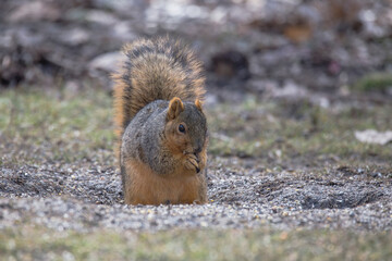 fox squirrel, close up, standing in dirt, by itself