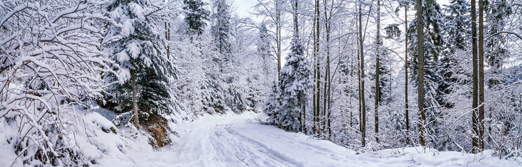 Fototapeta na wymiar Winter landscape, panorama, banner - view of the snowy road in the winter mountain forest after snowfall