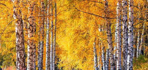 Birch grove on sunny autumn day, beautiful landscape through foliage and tree trunks, panorama, horizontal banner