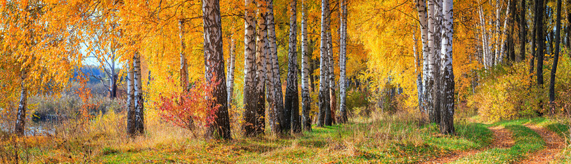 Birch grove with a country road next to the lake on sunny autumn day, beautiful landscape, huge...