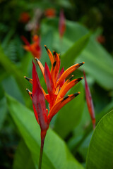 Tropical Flower