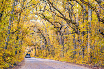 Fototapeta premium Long tree-lined road surrounded by trees in autumn season, a car in the background.