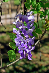 Chinese wisteria flowers (Wisteria sinensis)
