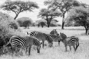 Fototapeta na wymiar Zebras B&W