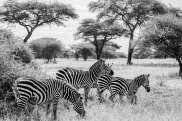 Fototapeta na wymiar Zebra Family B&W