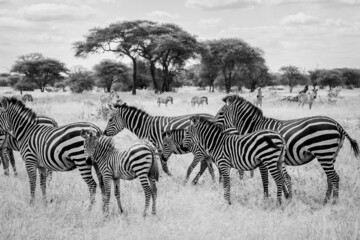 Fototapeta na wymiar Tanzanian Zebras B&W