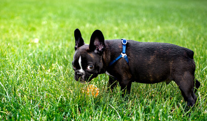 French Bulldog dog. He is standing in the green grass. The dog is 5 months old