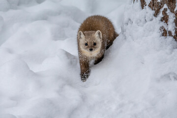 Pine Marten in the snow