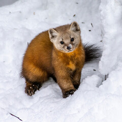 Pine Marten in the snow
