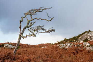 Dead bent tree in a red fern field. Dramatic nature scene in Connemara, Ireland. Life and dead concept. Cloudy sky background.