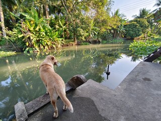 Dog standing by the waterfront in front of an ancient Thai house