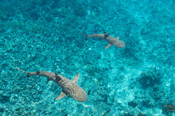 French Polynesia Island in South Pacific Ocean Mo'orea, Tahiti, Fakarava