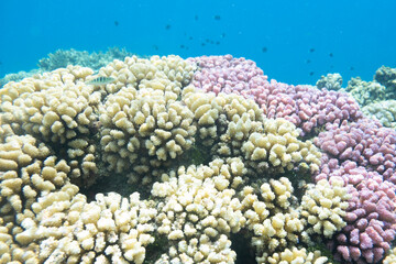 French Polynesia Island in South Pacific Ocean Mo'orea, Tahiti, Fakarava