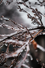 Closeup of a frozen tree branch. Abstract background for winter and Christmas-themed content. Vertical.