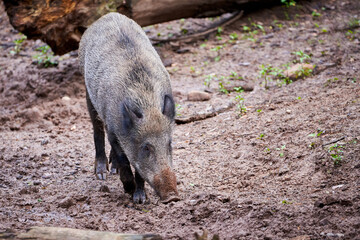 Wild boar in natural habitat ( Sus Scrofa )