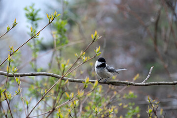 Bird sits on branch with first green leaves . Early spring .