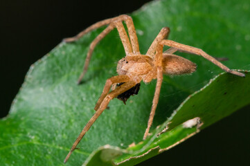 brown, tan spider on a green leaf eating a bug