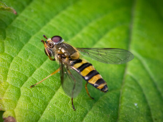 Hoverfly sitting on a green leaf, with its face up, showing it's mouth