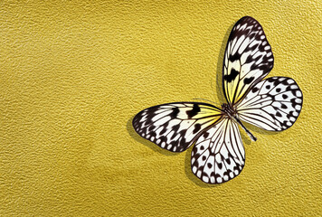 colorful tropical butterfly on gold paper background. sheet of watercolor paper painted with gold...