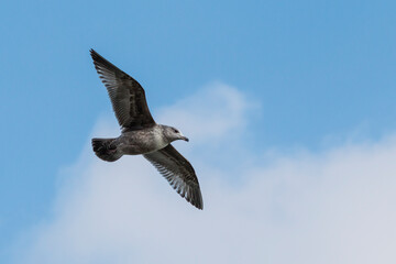 seagull in flight with blue sky in the background