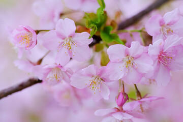 河津桜