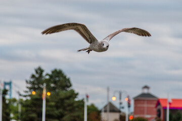 Fototapeta premium a seagull in flight with its wings spread, in the air