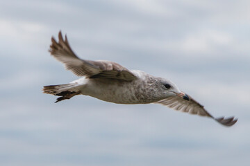 a seagull in flight with its wings spread, in the air