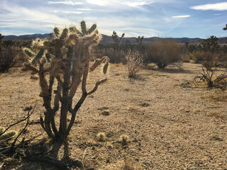 Cholla Cactus in Joshua Tree National Park