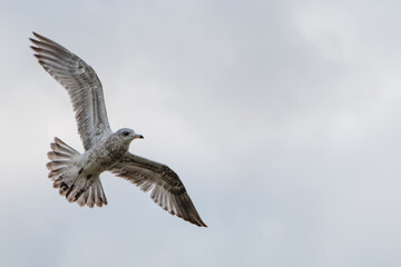 a seagull in flight with its wings spread, in the air