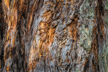 Texture of bark of a tree. Brown abstract background. Dry brown soil with cracks