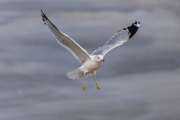 a seagull in flight with its wings spread, in the air
