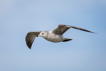 a seagull in flight with its wings spread, in the air