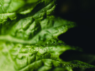 Close up of lettuce