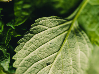 close up of a leaf