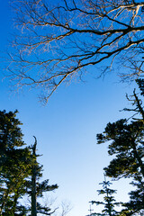 夕暮れの森　南アルプス　冬
