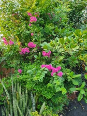 Fototapeta premium flowers in the garden