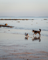 Two dogs playing with a stick, running on the wet sandy beach. Vertical format.