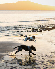 Two dogs playing on the beach at sunrise, with Rangitoto Island in the background. Vertical format.