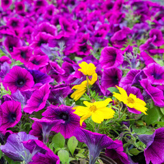 purple and yellow flowers © Vincent Hammouche
