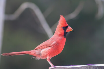 Red Male Cardinal At a Bird Feeder