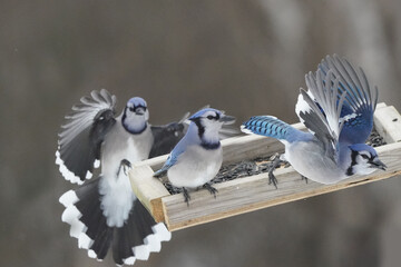 Blue Jays fighing and flapping around tray bird feeder on winter afternoon