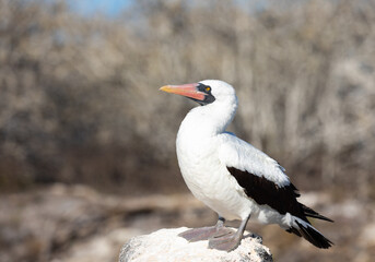 Profile portrait of Nazca Booby in Galapagos Landscape