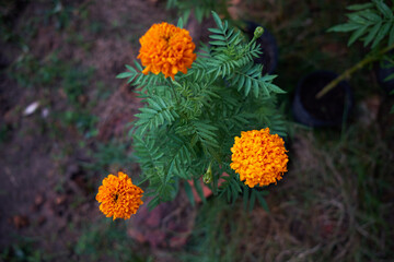 flowers in the garden
