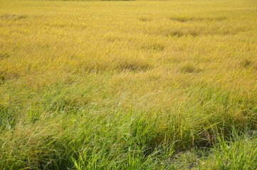 Obraz na płótnie Canvas rice tree in country field Thailand