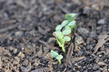 life in the garden