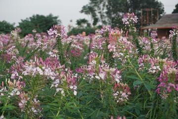 Fototapeta na wymiar Spider flower(Cleome Spinosa) in the garden. Blooming wildflowers in the meadow.